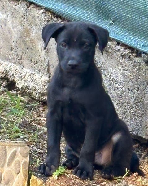 LOCKY, Chiot mâle Croisé Labrador