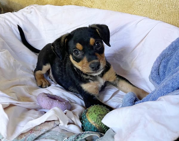 PAPOA, Chiot mâle Berger Créole