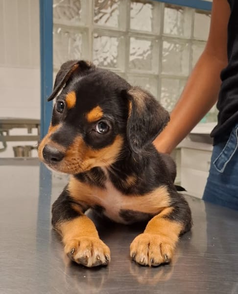 PAPOA, Chiot mâle Berger Créole