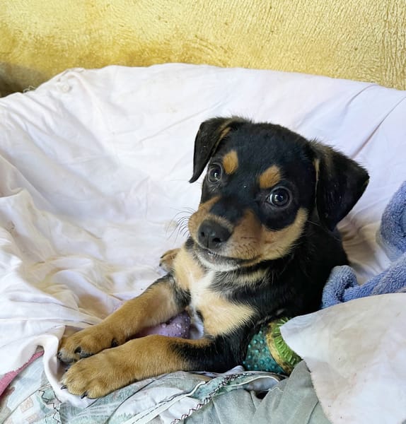 PAPOA, Chiot mâle Berger Créole