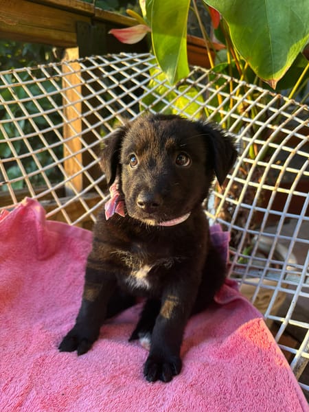 RUBY, Chiot femelle Croisé Labrador