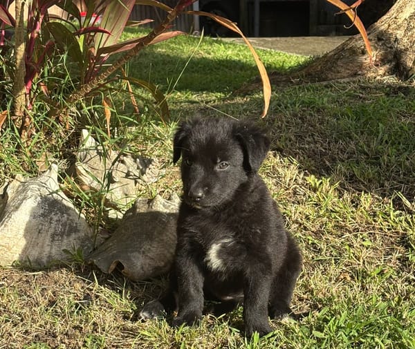 RUBY, Chiot femelle Croisé Labrador