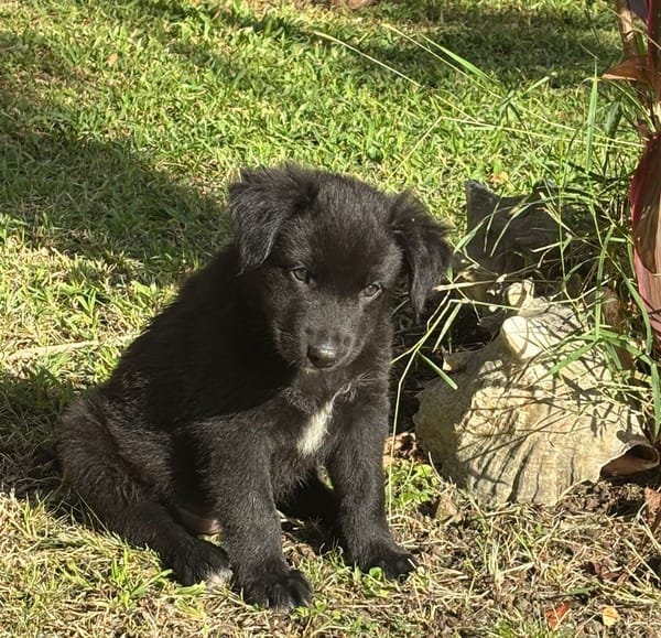 RUBY, Chiot femelle Croisé Labrador