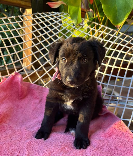 RUBY, Chiot femelle Croisé Labrador