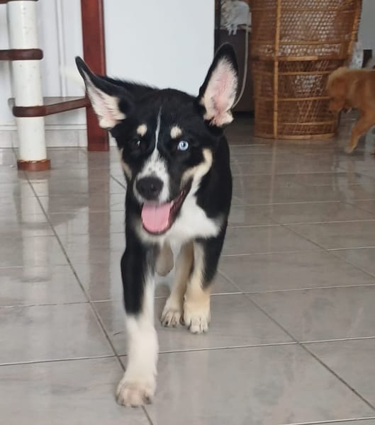 TOUPI, chiot Croisé Husky