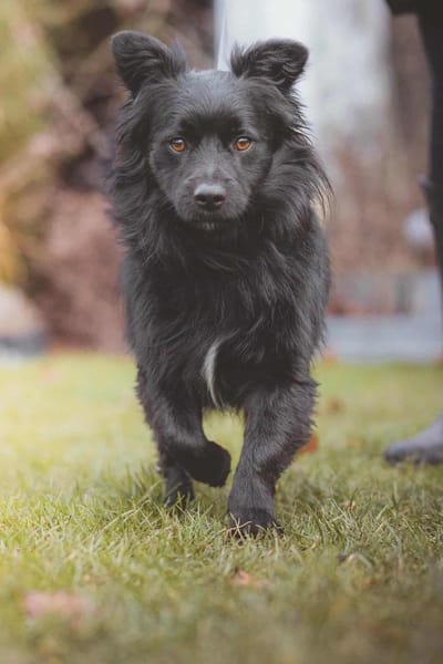 kleiner Mischling Duo sucht eine Familie