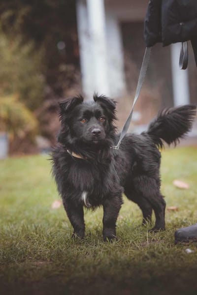 kleiner Mischling Duo sucht eine Familie