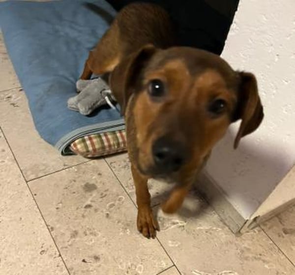 Jando möchte sein Herz verschenken...