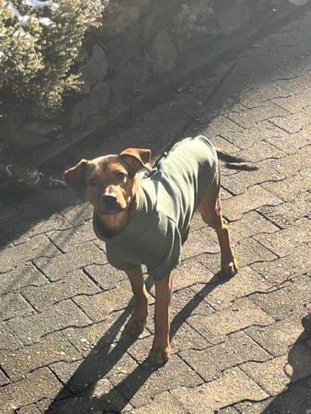 Jando möchte sein Herz verschenken...