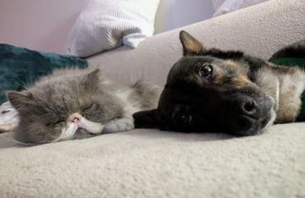 YUNA -Aktiv & anhänglich-