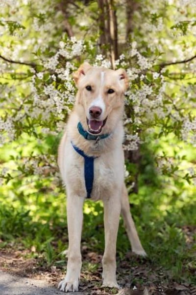 Hübscher Altaj sucht seine Menschen