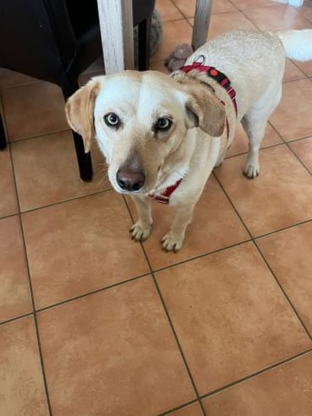 Tundra ist eine Traumhündin!