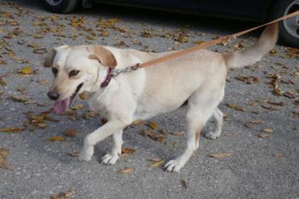 Tundra ist eine Traumhündin!