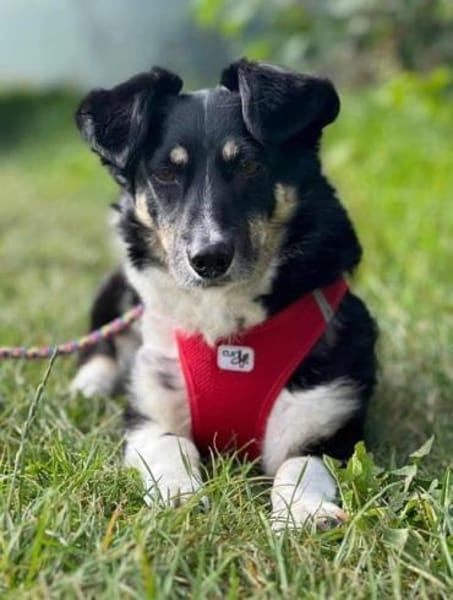 BESSIE -liebevoll, witzig & verspielt-