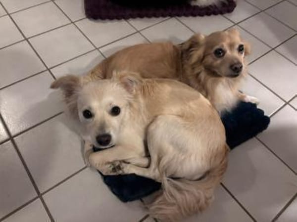 Lebensfrohe Maja sucht ihre Menschen