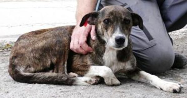 Ganya schließt man sofort ins Herz!