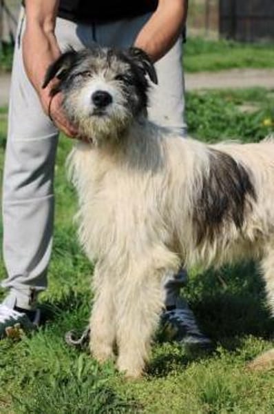 Connor- hübscher Wuschelrüde