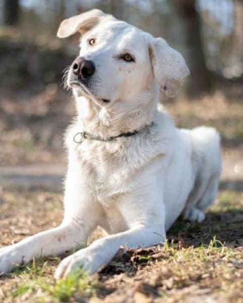 ICE -sucht erfahrenes Zuhause-