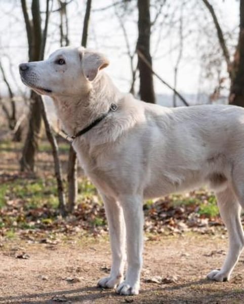 ICE -sucht erfahrenes Zuhause-