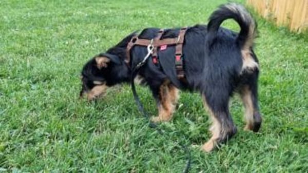 JUSTIN -anhänglich & aktiv-