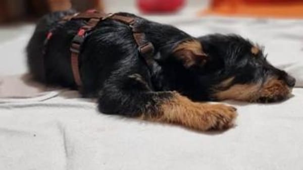 JUSTIN -anhänglich & aktiv-