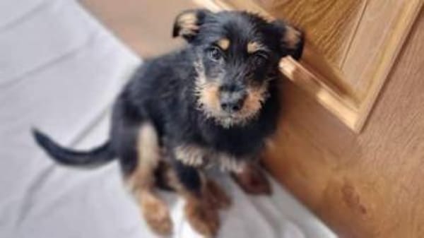 JUSTIN -anhänglich & aktiv-