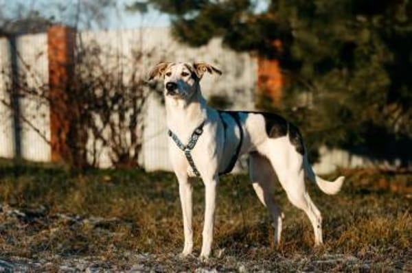 Freundliche Bimka sucht ihre Familie