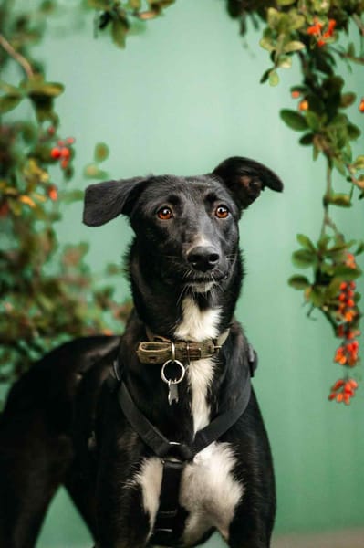 Tolle Stella sucht liebevolles Zuhause