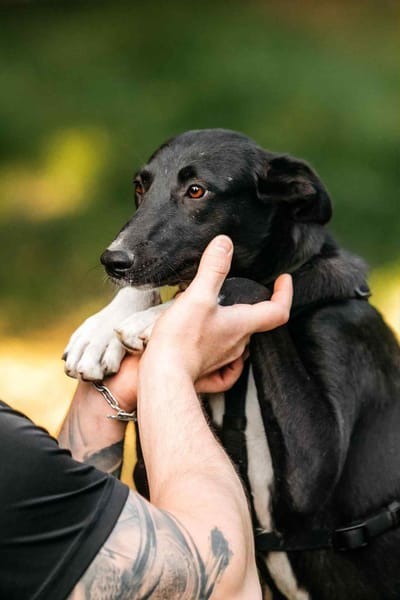 Tolle Stella sucht liebevolles Zuhause