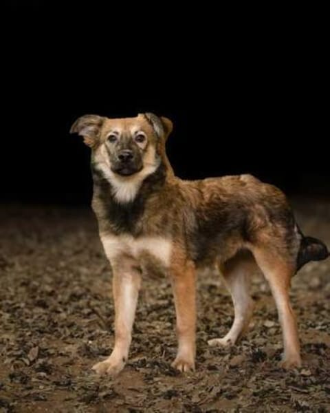 STEFANO * Charmeur sucht liebe Familie