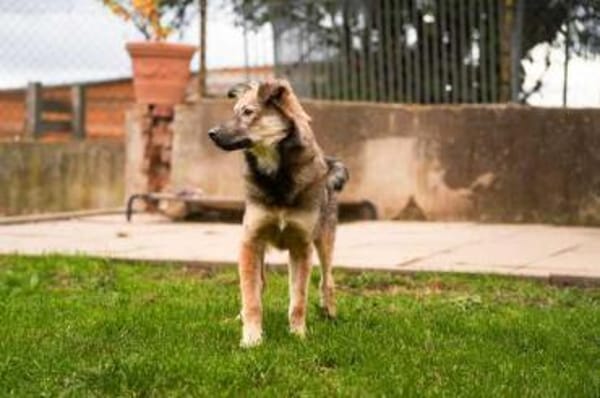 STEFANO * Charmeur sucht liebe Familie