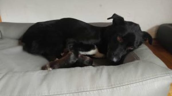 Malo * sensibel, freundlich, lernfreudig