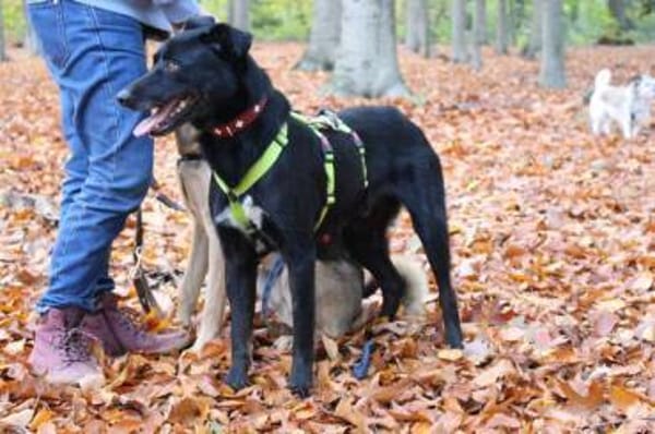 Malo * sensibel, freundlich, lernfreudig