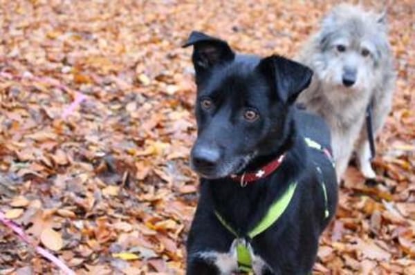 Malo * sensibel, freundlich, lernfreudig