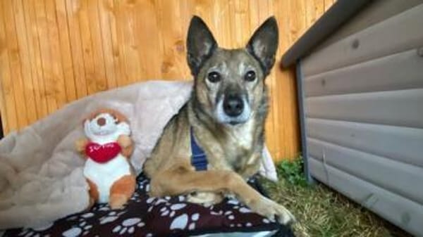 WOLF * lieber Senior wartet auf Familie