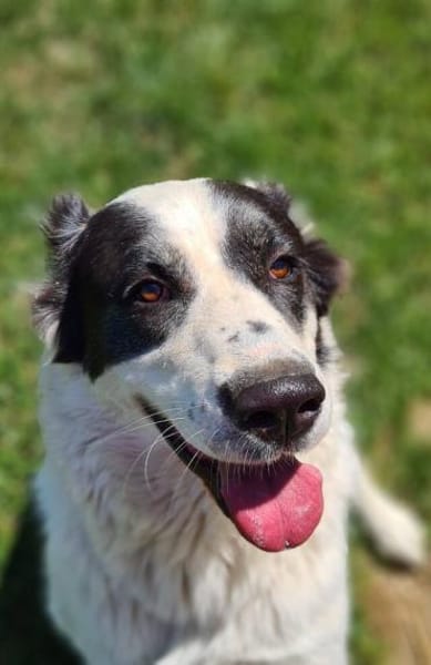 CASSANDRA wartet schon lange