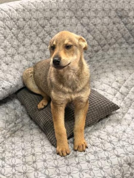 Tyke - ein Freund fürs Leben