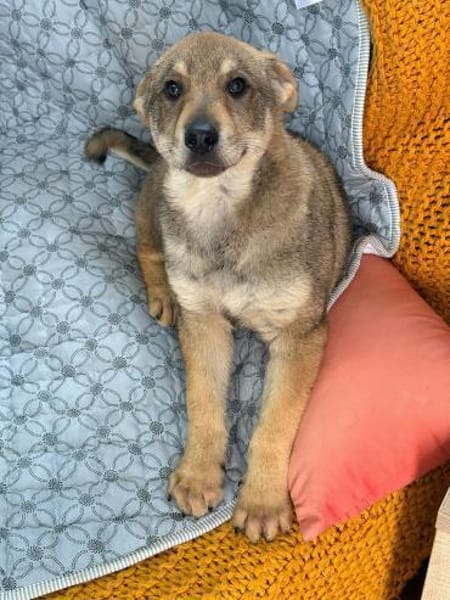 Tyke - ein Freund fürs Leben