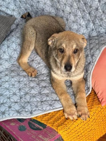 Tyke - ein Freund fürs Leben