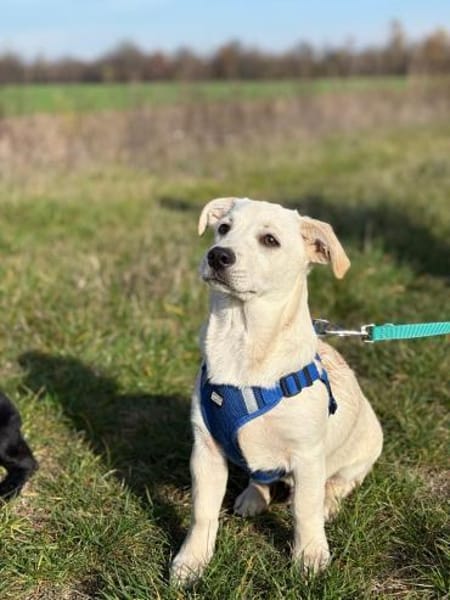 Kleiner Charmeur Pipi