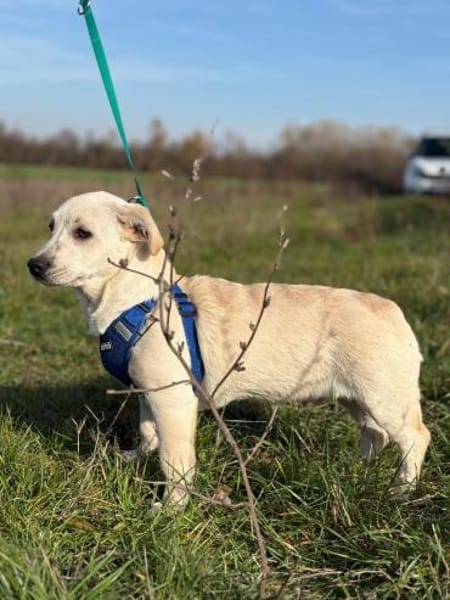 Kleiner Charmeur Pipi