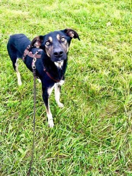 JAGO -Freundlich, aufgeschlossen &sozial