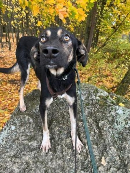 JAGO -Freundlich, aufgeschlossen &sozial