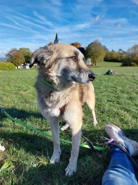 FITZY * liebenswerteSie Hilfe&Sicherheit