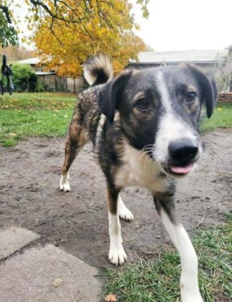 PRECIOUS * feine Familienhündin