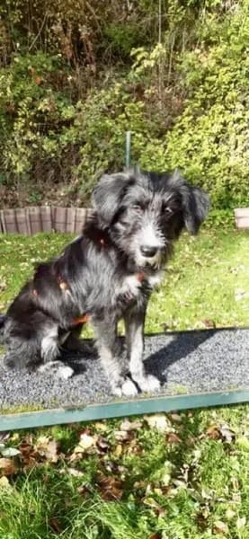 INDIE -lustige Junghündin-