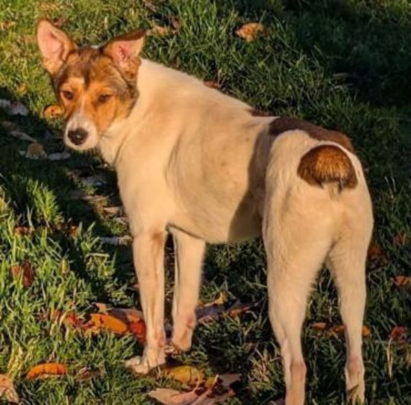 SIDNEY -unkomplizierter,sensibler Schatz