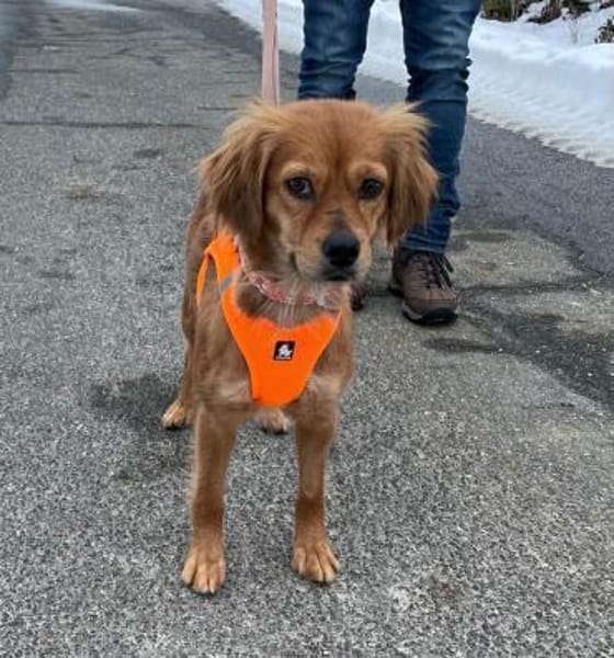 Powerpaket Mila sucht dringend...