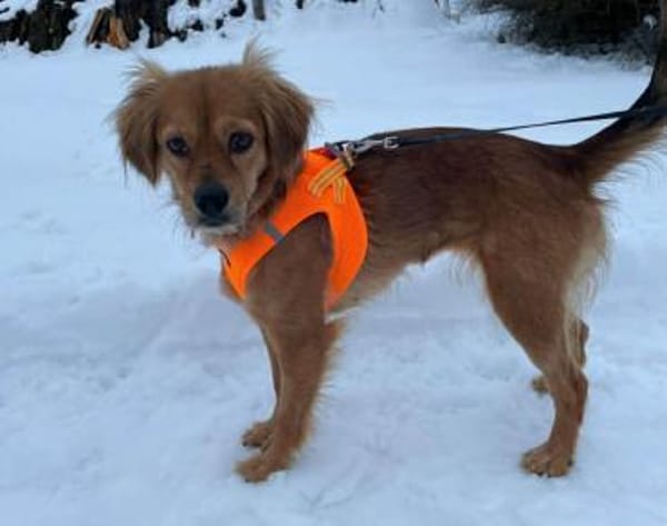 Powerpaket Mila sucht dringend...