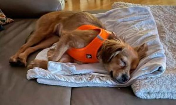 Powerpaket Mila sucht dringend...